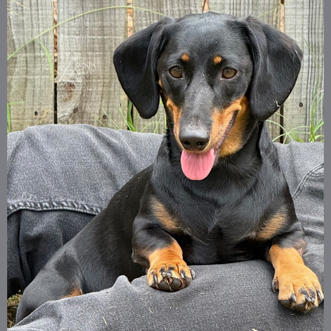 Photo of Lady