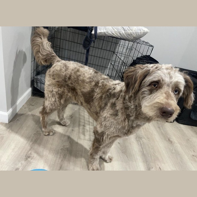 Photo of Woody