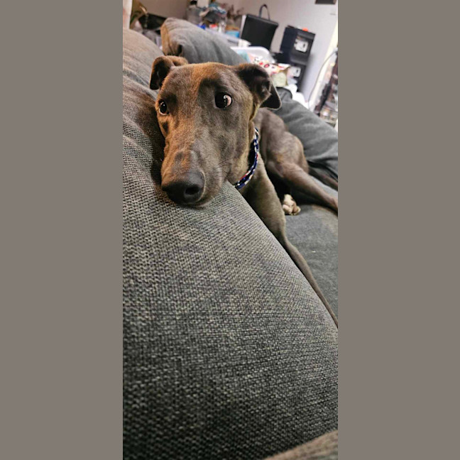 Photo of Konrad, The Young And Blue Greyhound
