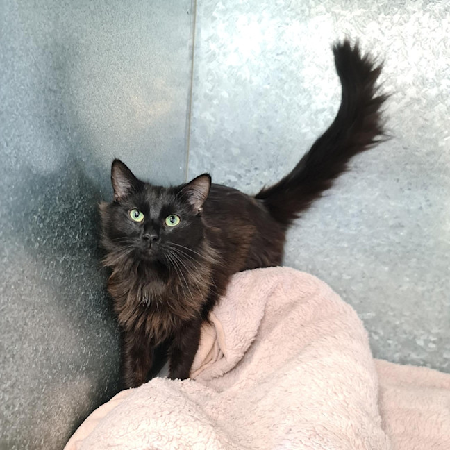 Photo of Merlin