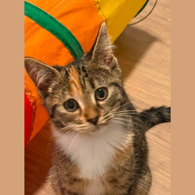 Photo of Skye