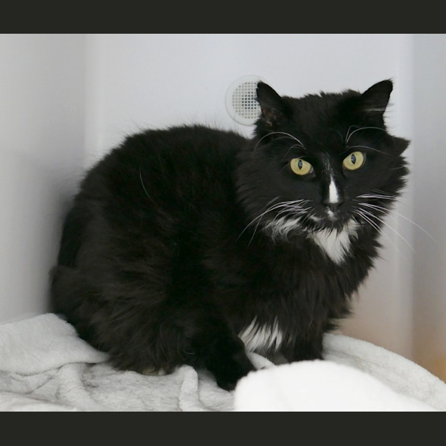 Photo of Comet Sta012518