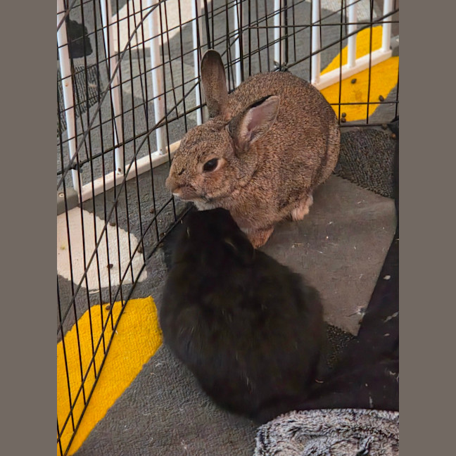 Photo of Kole & Zestful Wildy 