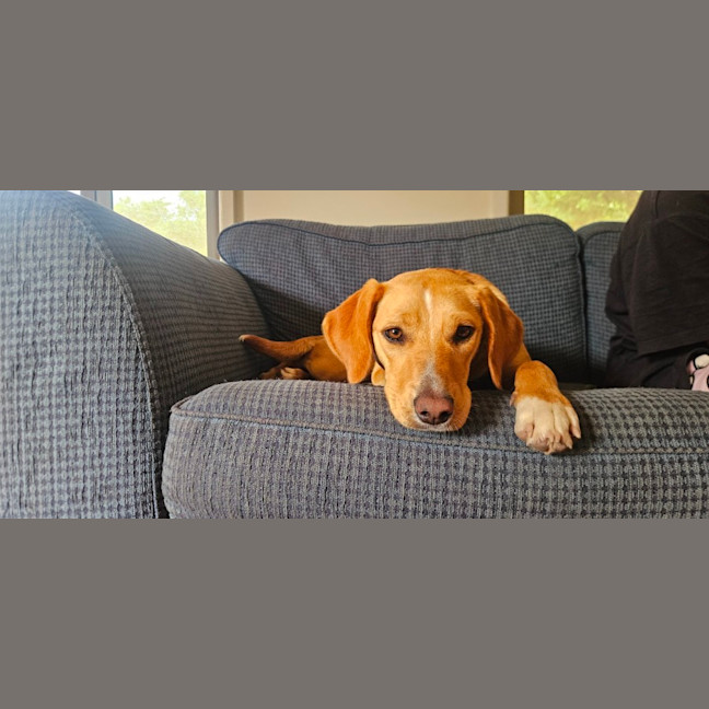 Photo of Lily   10 Month Old Beagle X Kelpie