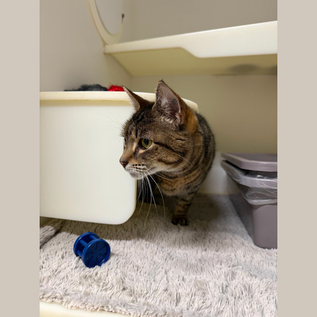 Photo of 🌨️ Misty 6956 🌨️