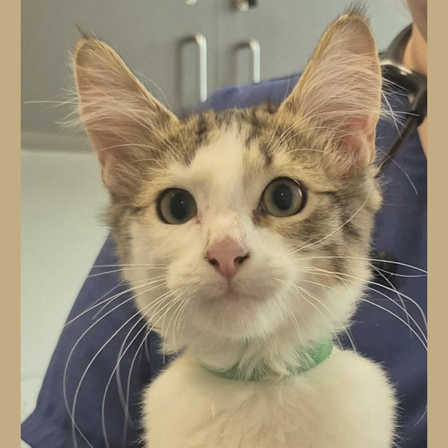 Photo of Jessie ** 2nd Chance Cat Rescue **