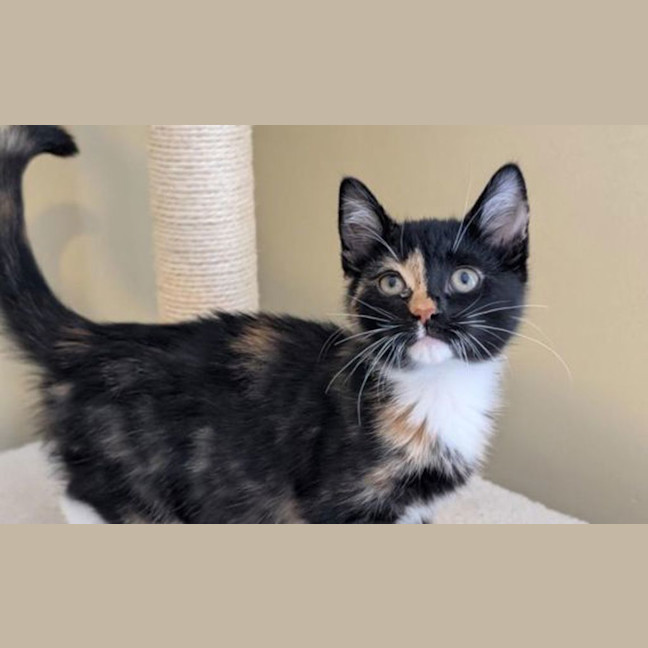 Photo of Whisper