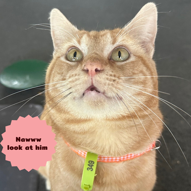 Photo of 🔥Slick Rick🔥