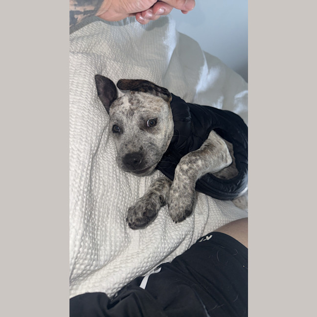 Photo of Sophia   3 Month Old Cattle Dog X