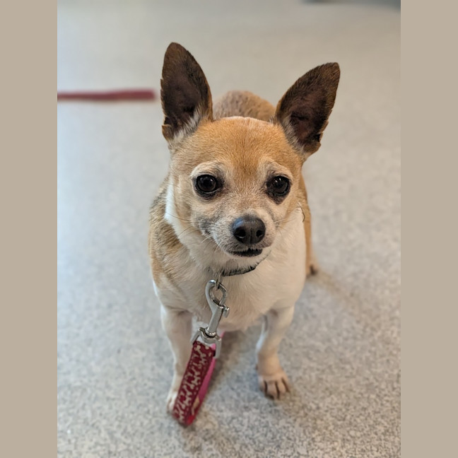 Photo of Woody
