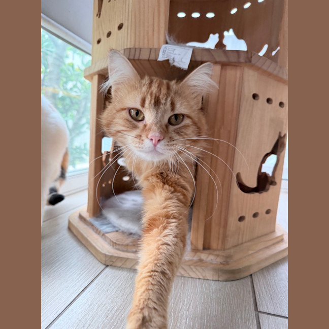 Photo of Gingerbread