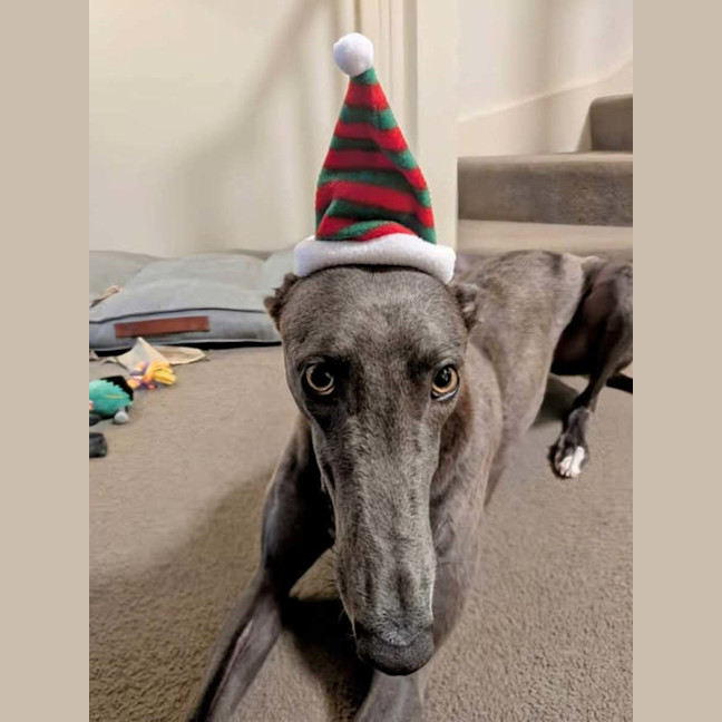 Photo of Meeka, The Loveable Young Rescue Greyhound