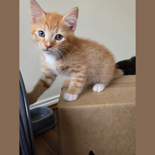 Photo of Tiger