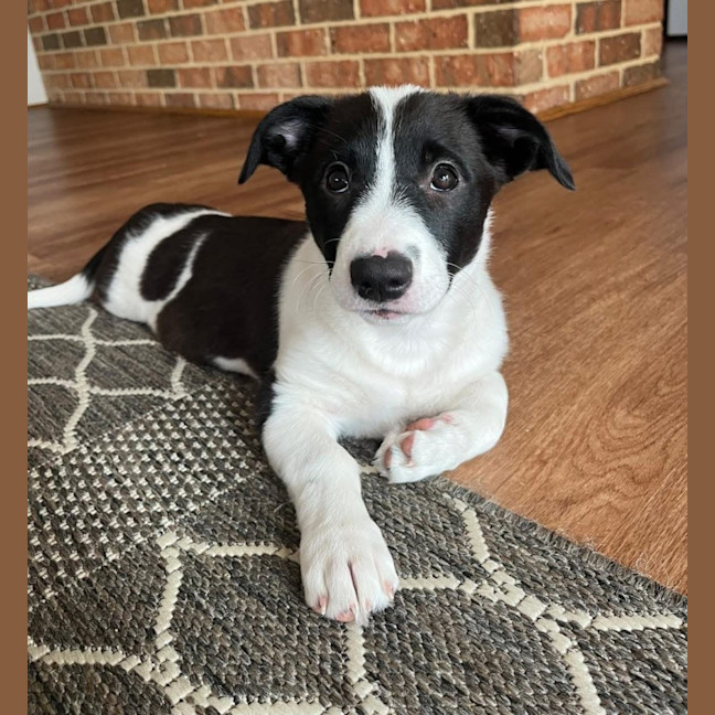 Photo of Venus & Mercury