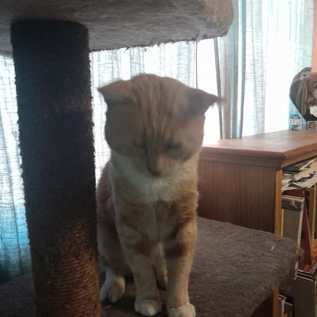 Photo of Lord Ludwig Smoochybutt