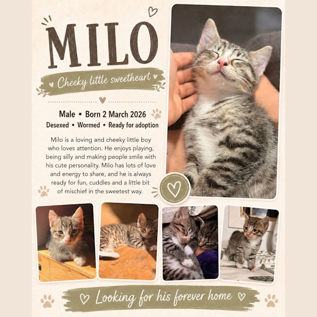 Photo of Milo
