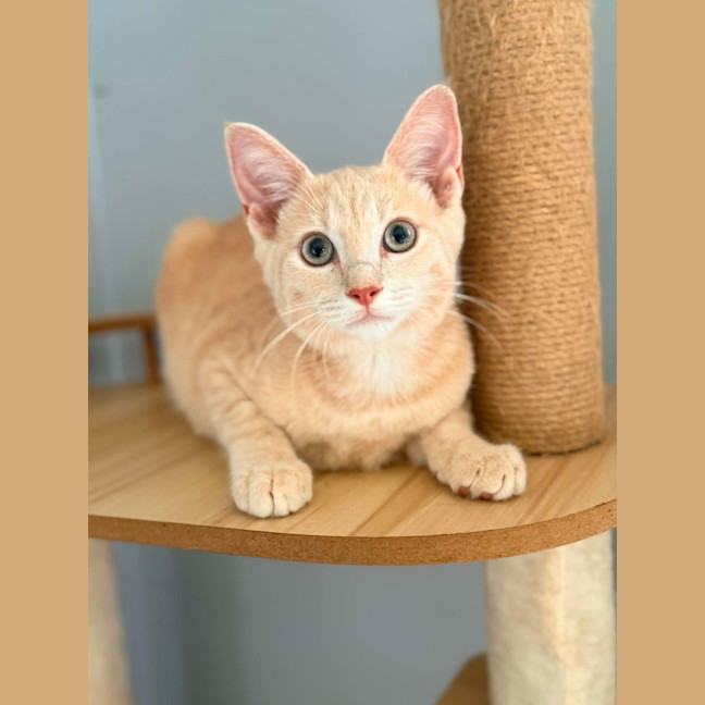 Photo of Dexter