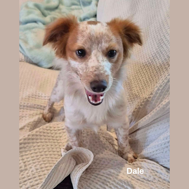 Photo of Dale