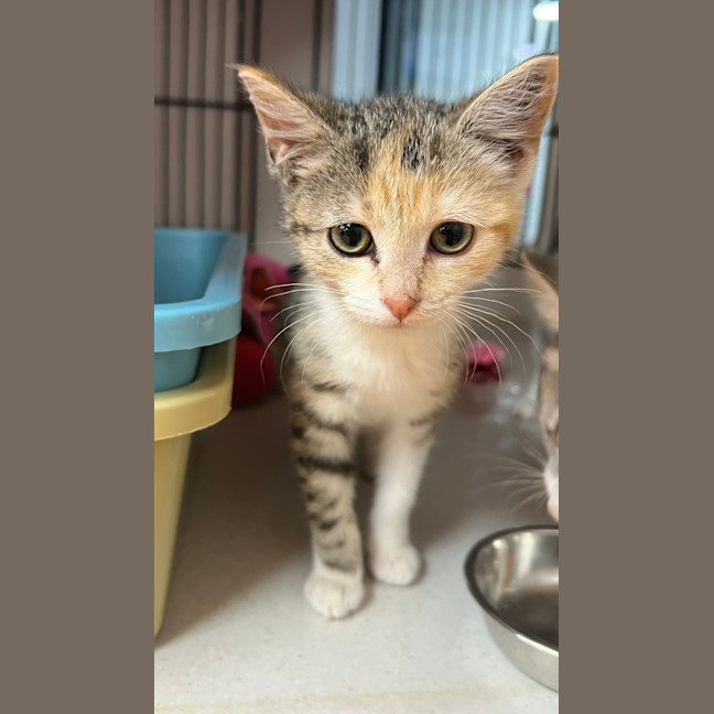 Photo of Mouse