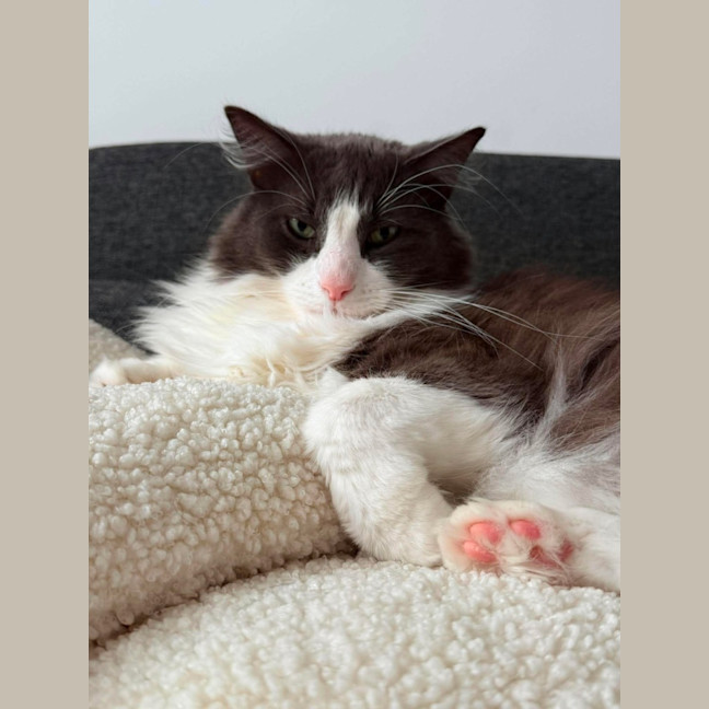Photo of Champa   In Foster Care In Northcote