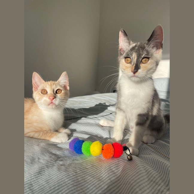 Photo of Stella & Stanley 