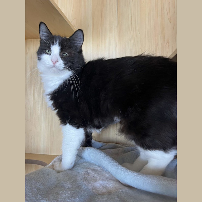 Photo of Jade Now At Pet Quarters Morisset