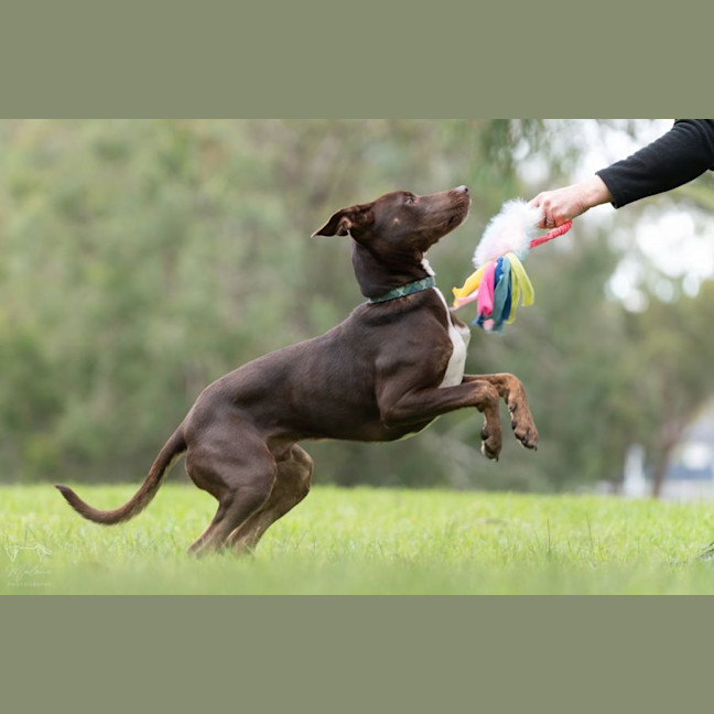 Photo of Norgay