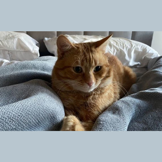 Photo of Alfie