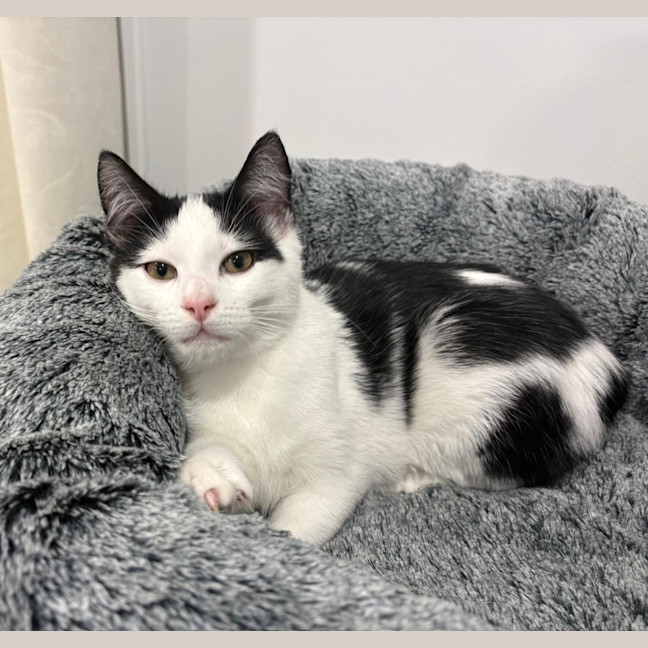 Photo of Smudge