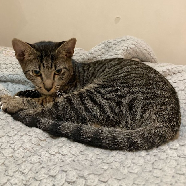 Photo of Tawny