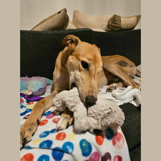 Photo of Ollie, The Greyhound