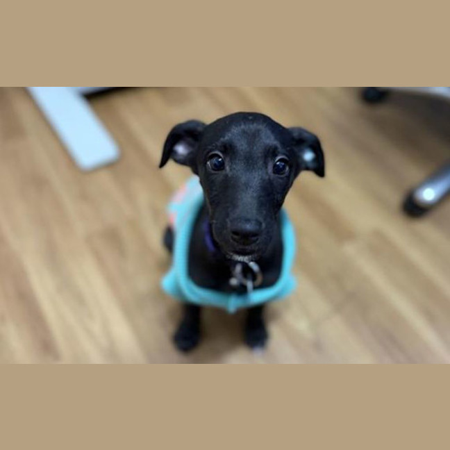 Photo of Maisy