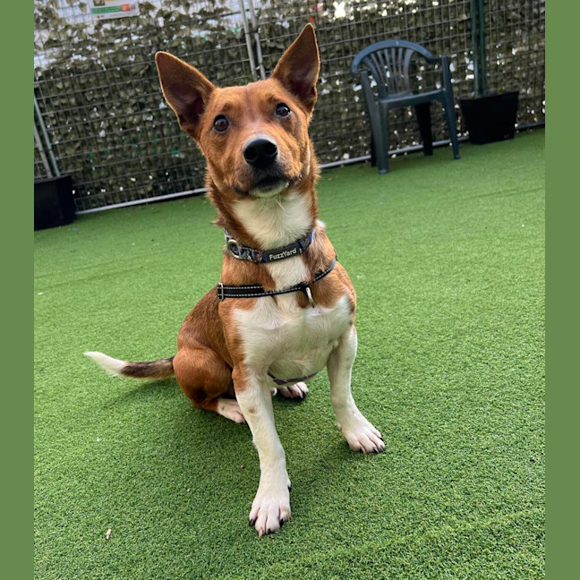 Photo of Scout (Was Mr Fox With The Socks)