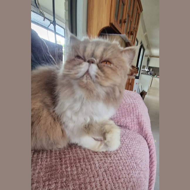 Photo of Scruffy