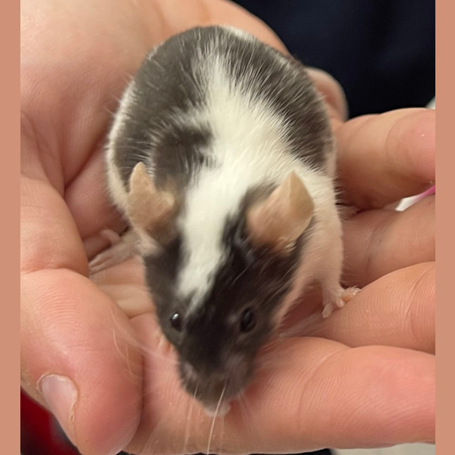 Photo of Niblet