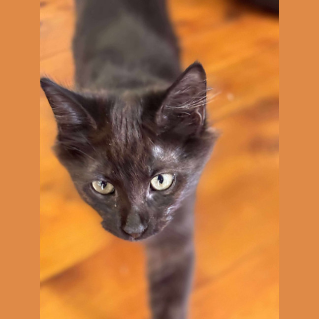 Photo of Buzz   6 Month Old Domestic Shorthair