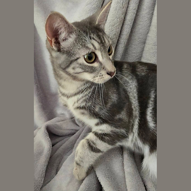 Photo of Ollie