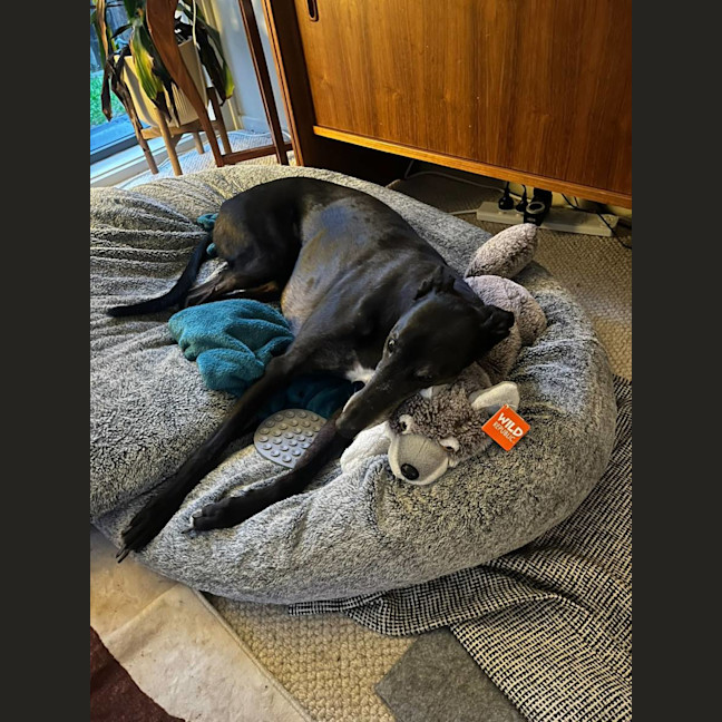 Photo of Gypsy