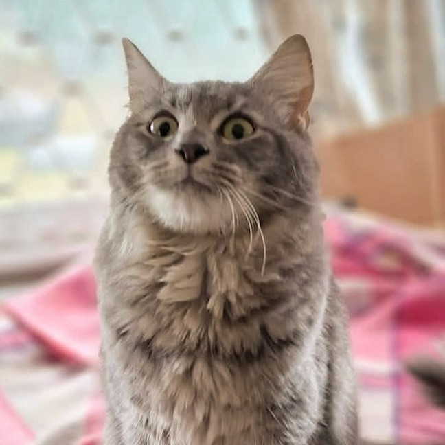 Photo of Jazz