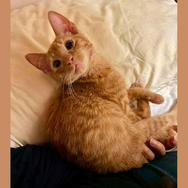 Photo of Juniper & Chip