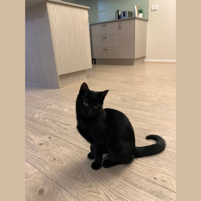 Photo of Nala (Was Wilma)