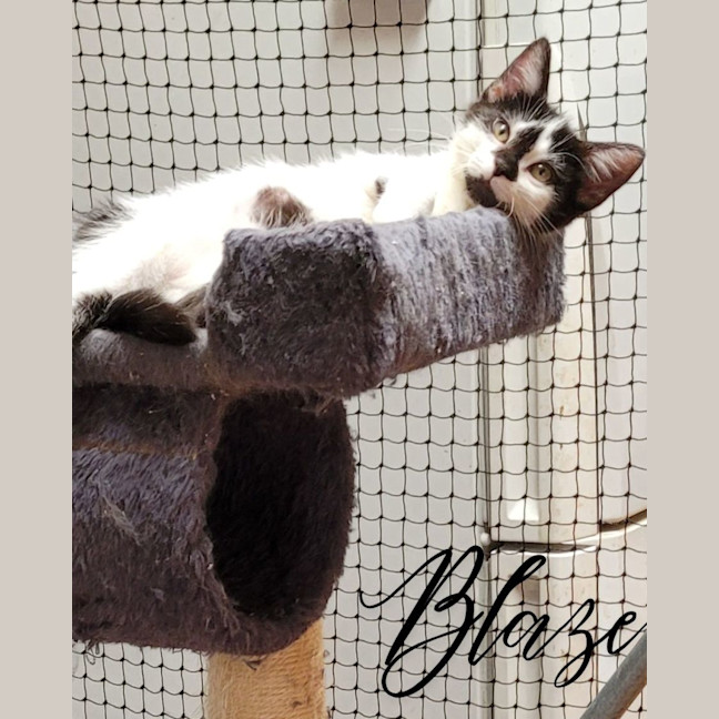 Photo of 🐈‍⬛ Blaze 💕