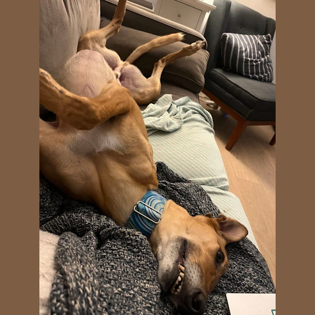 Photo of Rusty, The Greyhound