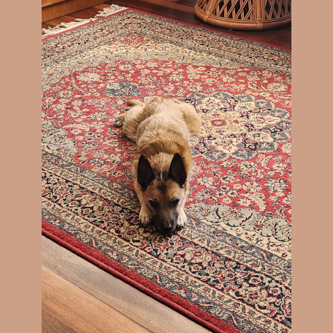 Photo of Toby 