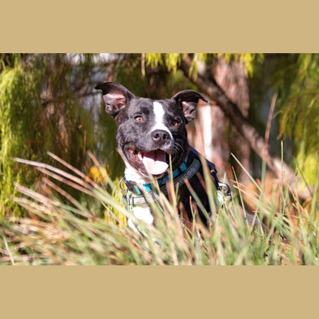 Photo of Hank Peggotty