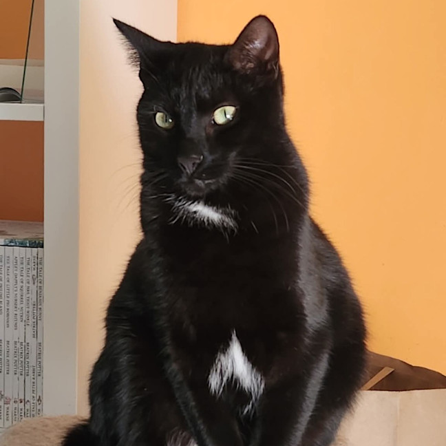 Photo of Aglaea Nova