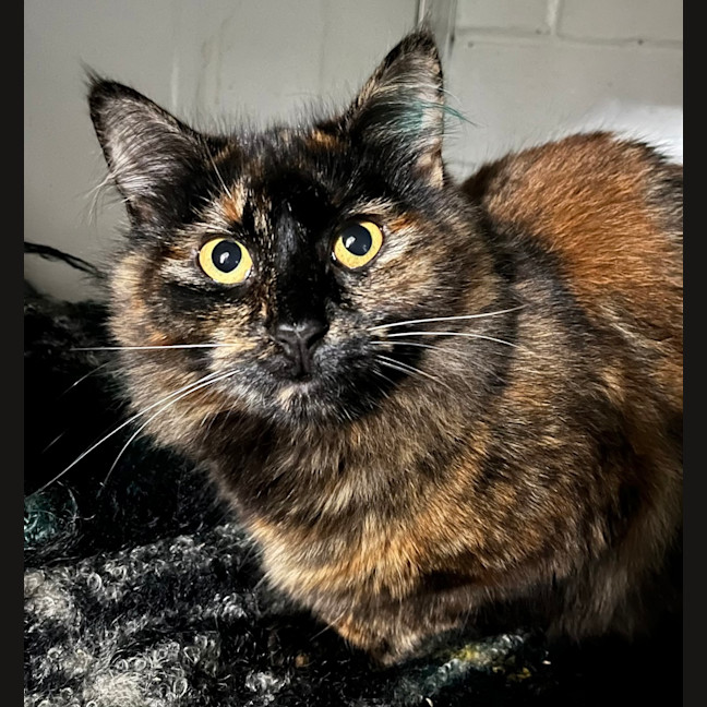 Photo of Zara
