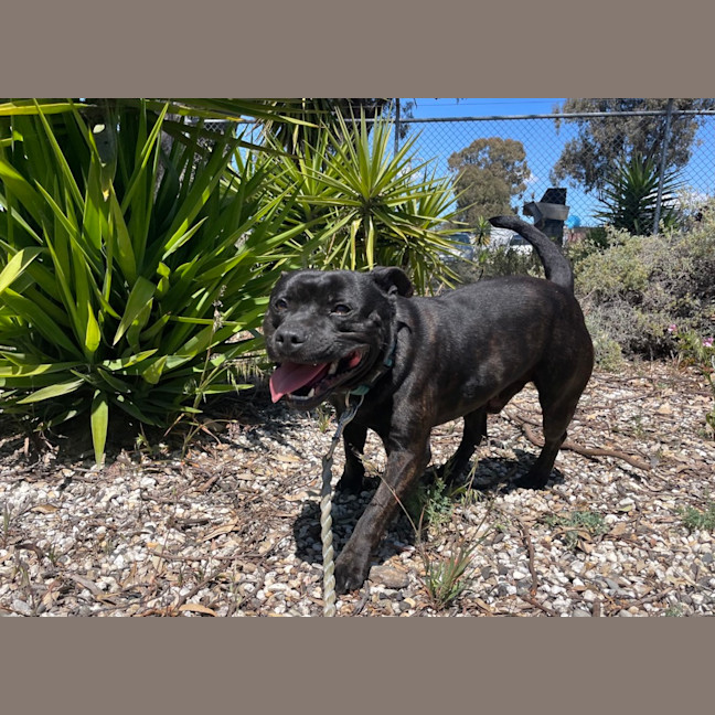 Photo of Cherry Licious Soda Pop