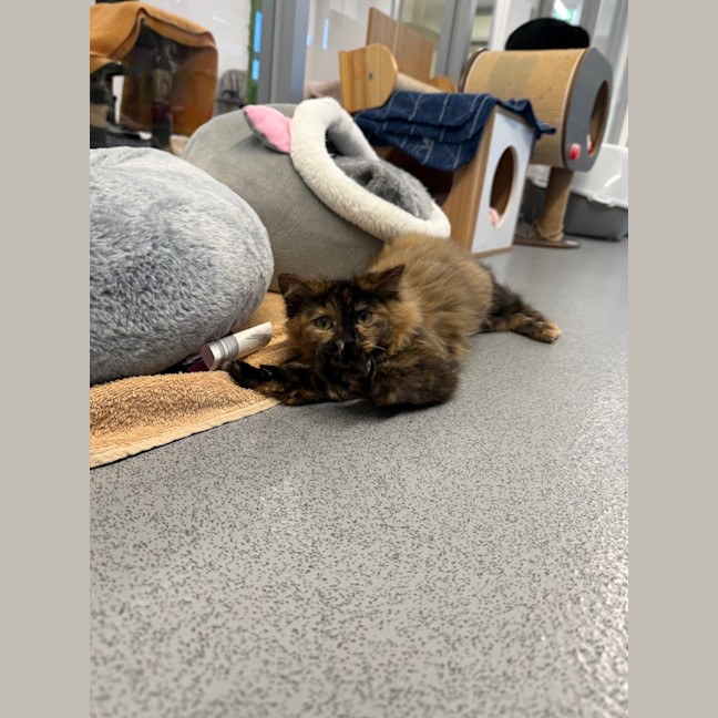 Photo of Bella