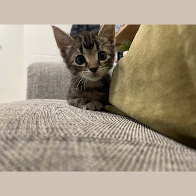 Photo of Remi
